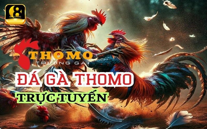 Chiến thuật đặt cược đá gà Thomo trên 888B 