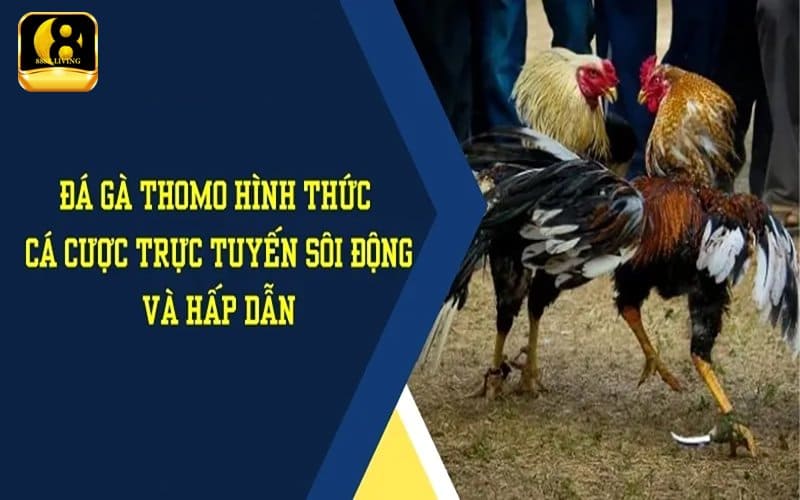 Trải nghiệm đá gà trực tiếp Thomo trên 888B